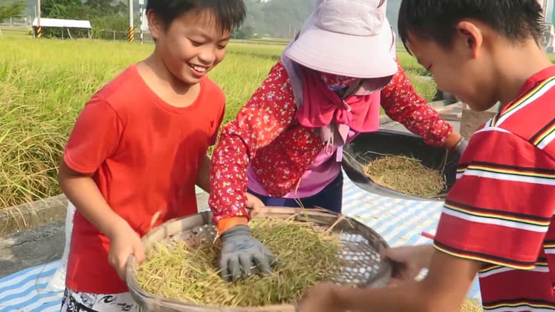 環境教育體驗收割